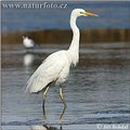 Great White Egret