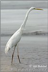 Great White Egret