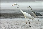 Great White Egret