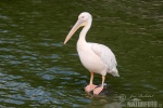 Great White Pelican