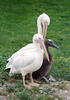 Great White Pelican