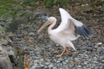 Great White Pelican