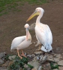 Great White Pelican