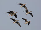 Greated White-fronted Goose