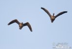 Greated White-fronted Goose