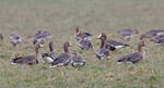 Greated White-fronted Goose
