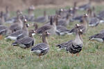 Greated White-fronted Goose