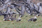 Greated White-fronted Goose