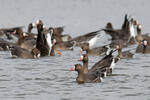 Greated White-fronted Goose