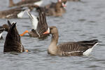 Greated White-fronted Goose