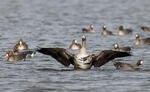 Greated White-fronted Goose