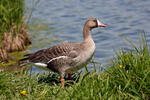 Greated White-fronted Goose