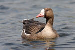 Greated White-fronted Goose