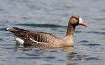 Greated White-fronted Goose