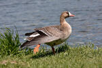 Greated White-fronted Goose