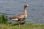 Greated White-fronted Goose