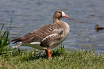 Greated White-fronted Goose