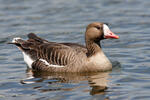 Greated White-fronted Goose