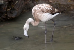 Greater Flamingo