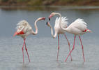 Greater Flamingo