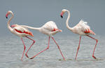 Greater Flamingo