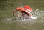 Greater Flamingo