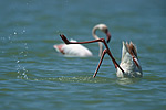 Greater Flamingo