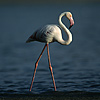 Greater Flamingo