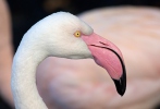 Greater Flamingo