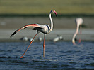 Greater Flamingo