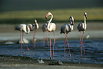 Greater Flamingo