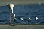 Greater Flamingo