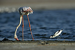 Greater Flamingo