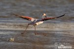 Greater Flamingo