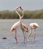 Greater Flamingo