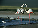 Greater Flamingo