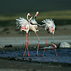 Greater Flamingo