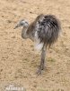 Greater Rhea