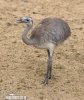 Greater Rhea