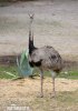 Greater Rhea