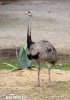 Greater Rhea