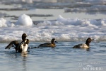 Greater Scaup