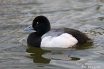 Greater Scaup