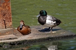 Greater Scaup