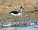 Green Sandpiper