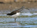 Green Sandpiper