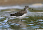 Green Sandpiper