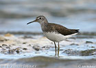 Green Sandpiper