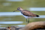 Green Sandpiper