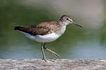 Green Sandpiper